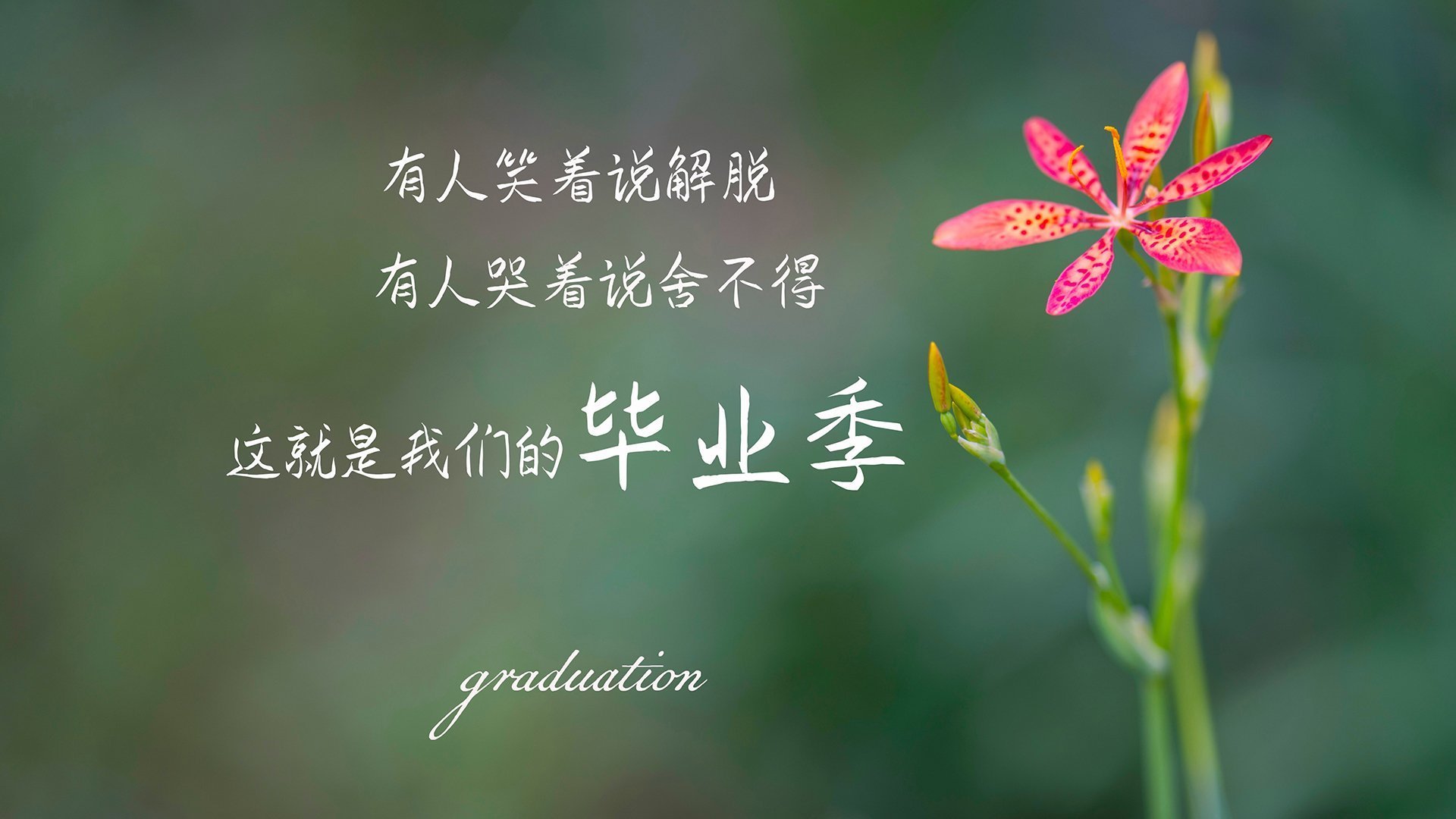 雪夜丹佛的加冕礼，当穆雷扛起全队越过澳洲巨人