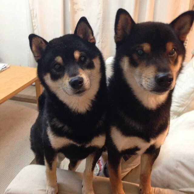 韩国队轻取日本队，许昕高光表现闪耀国际乒坛