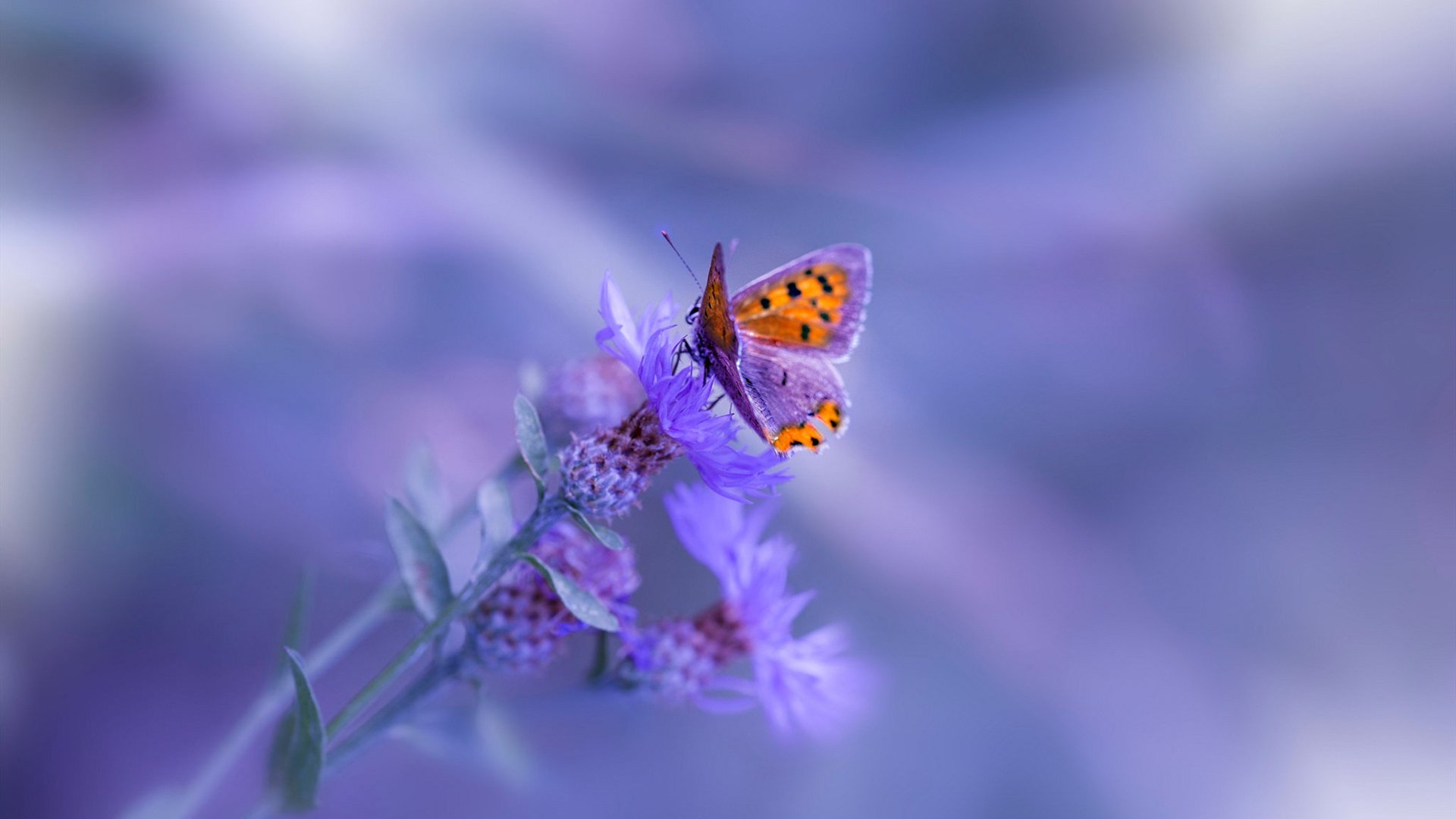 十日双冠,兹维列夫跨越大海的镌刻,如何用红土与硬地的和弦击穿不可能