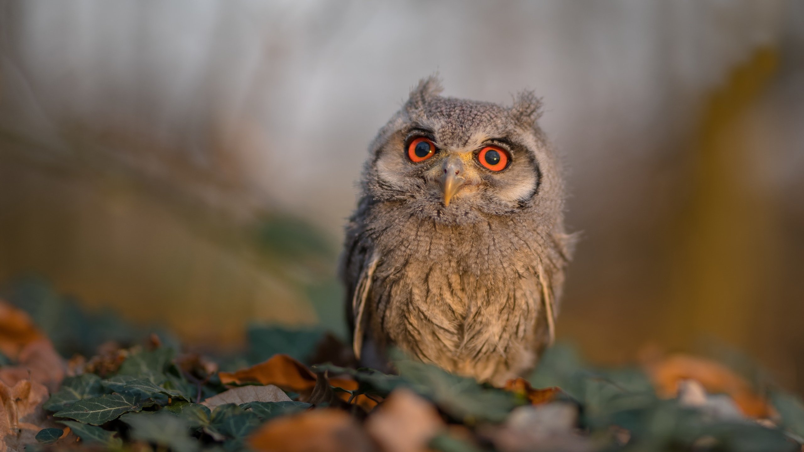 加纳血脉横扫尤文废墟，当坎特在欧冠之夜完成命运的接管