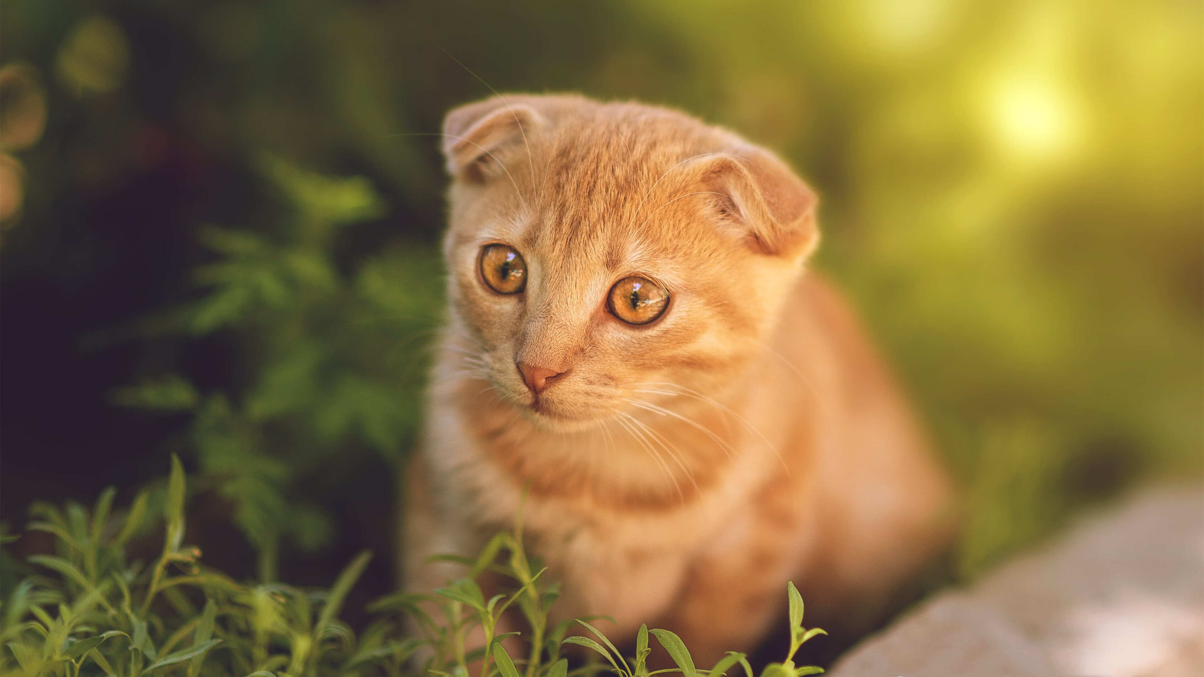 门神皮克!哥斯达黎加史诗夺冠夜,38岁传奇赛后评分拉满