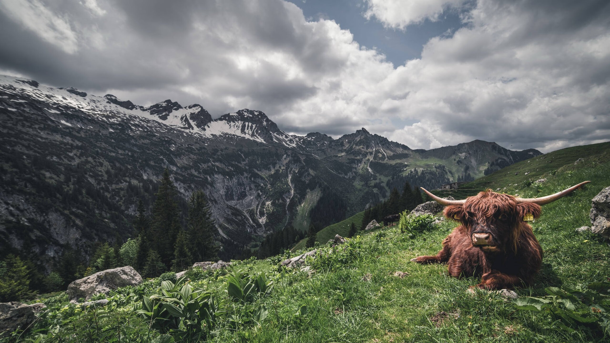 东方力量逆袭,小贾伦统治攻防,辽宁队正面击溃公牛纪实