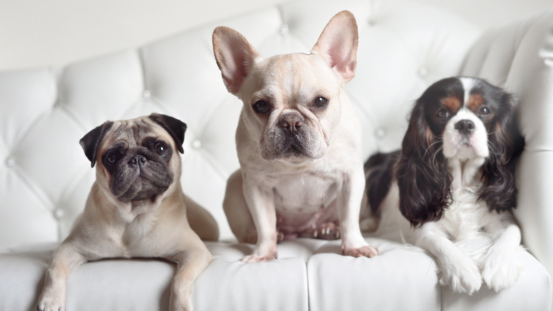 法老军团的蓝色鹰翼，迪亚斯独舞，埃及力擒勒沃库森