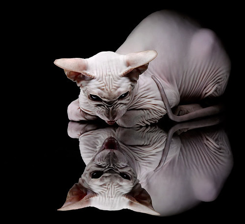 风从南半球来，当恩佐的欧冠风暴横扫尼斯