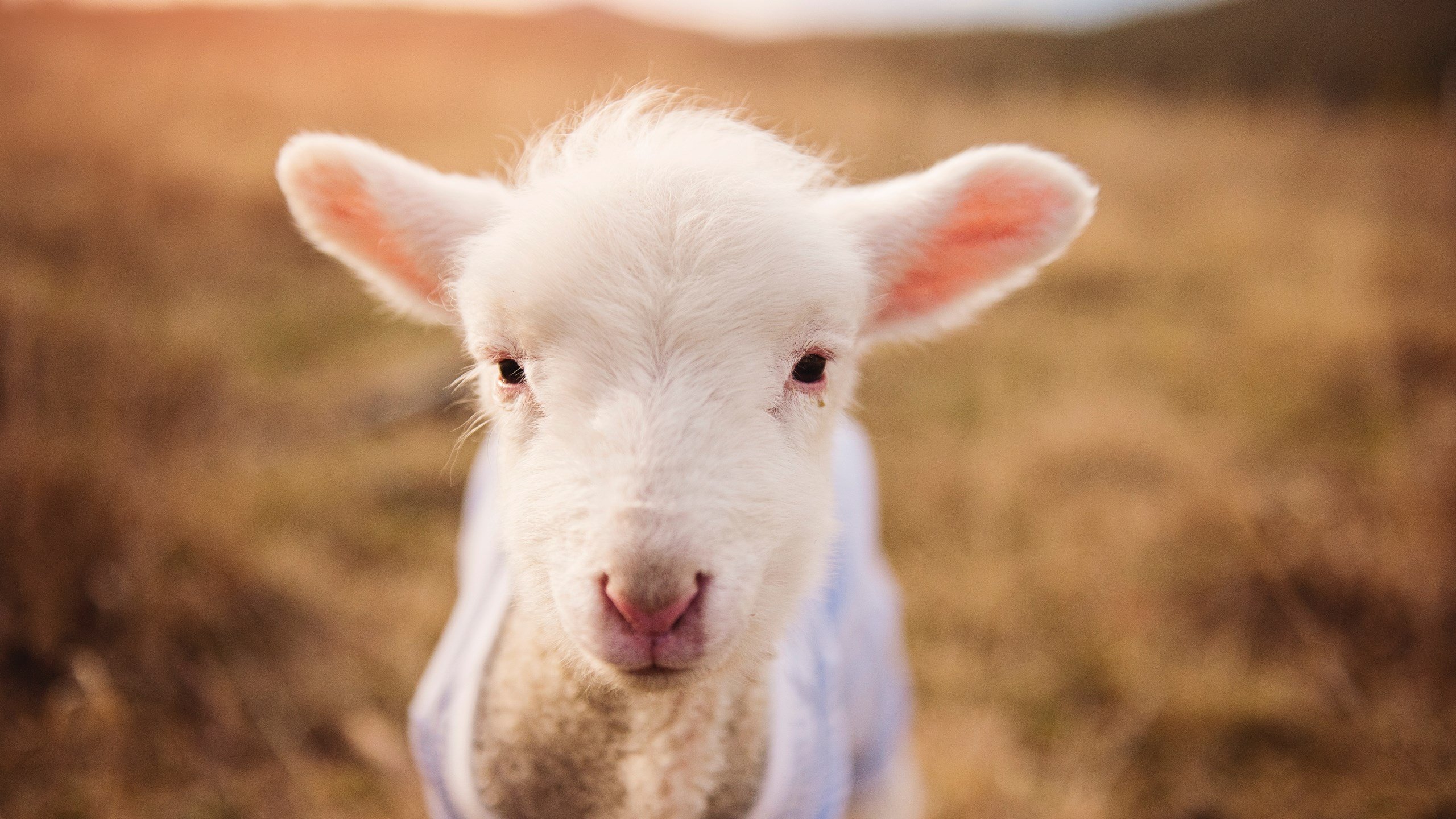 开云体育APP下载-意志的胜利，当京多安的冷静收割了切尔西的喧嚣