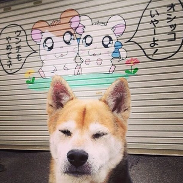 开云-战火淬炼的硬仗之王，马克西在抢七之夜加冕