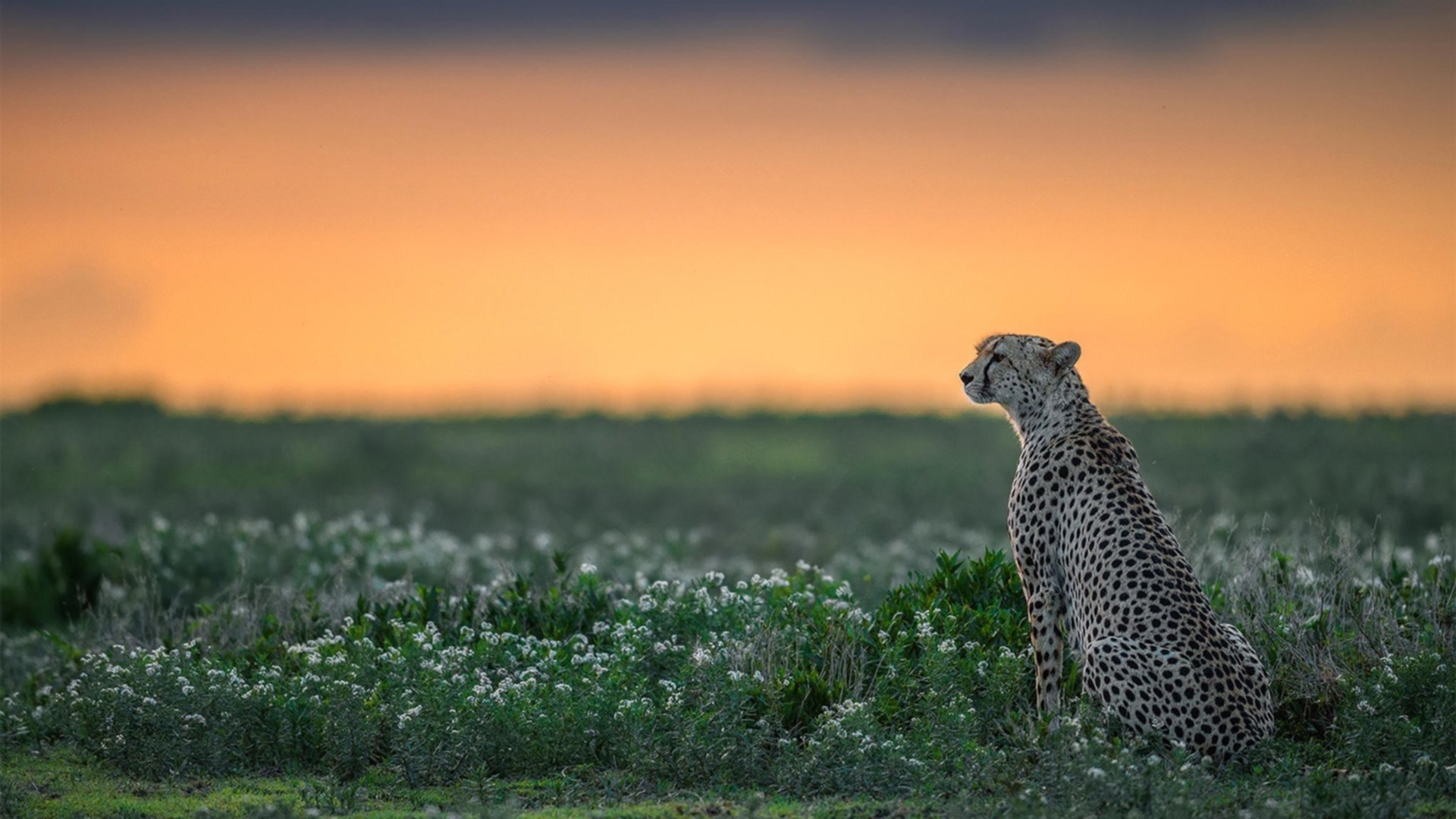 开云体育登录-孤胆英雄之夜！独行侠客场力克浙江，小贾伦制胜回合展杀手本色