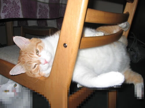 足球版北约东扩,土耳其铁蹄横扫北非,归化王牌布鲁诺化身关键先生