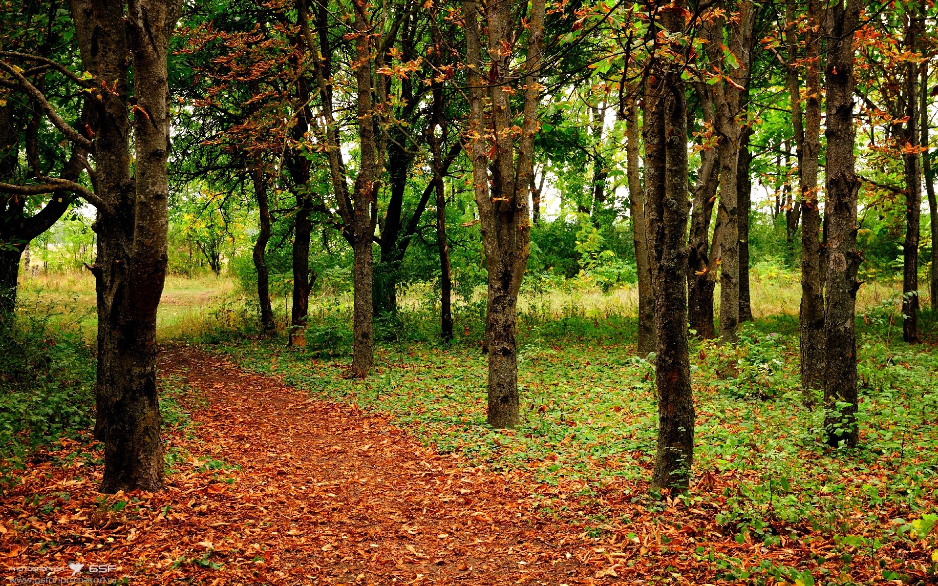 开云体育在线-压力铸就传奇，克莱·汤普森的总决赛爆发之夜