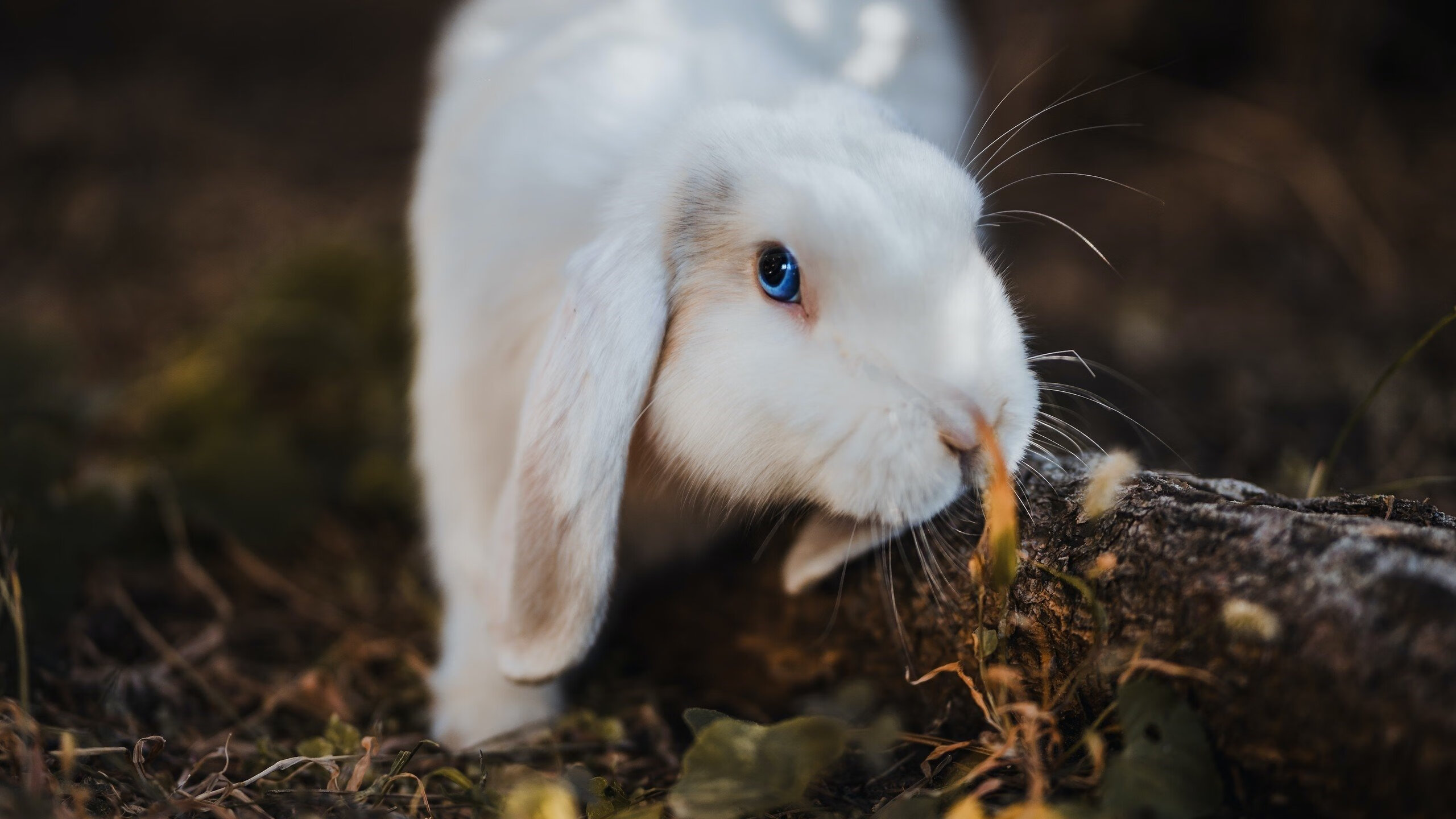 绝境双雄记，阿拉巴攻防双绝，皇家社会强行终结佛罗伦萨迷梦