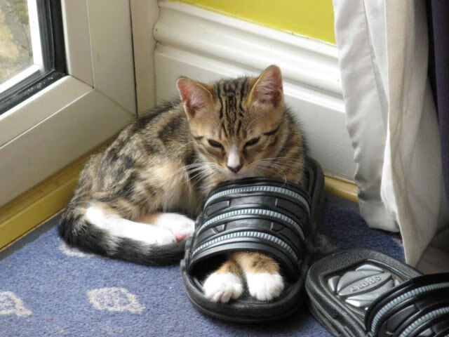 开云体育平台APP-跨越太平洋的篮球宿命，当团队铁壁碾压天赋，个人英雄主义于深夜接管