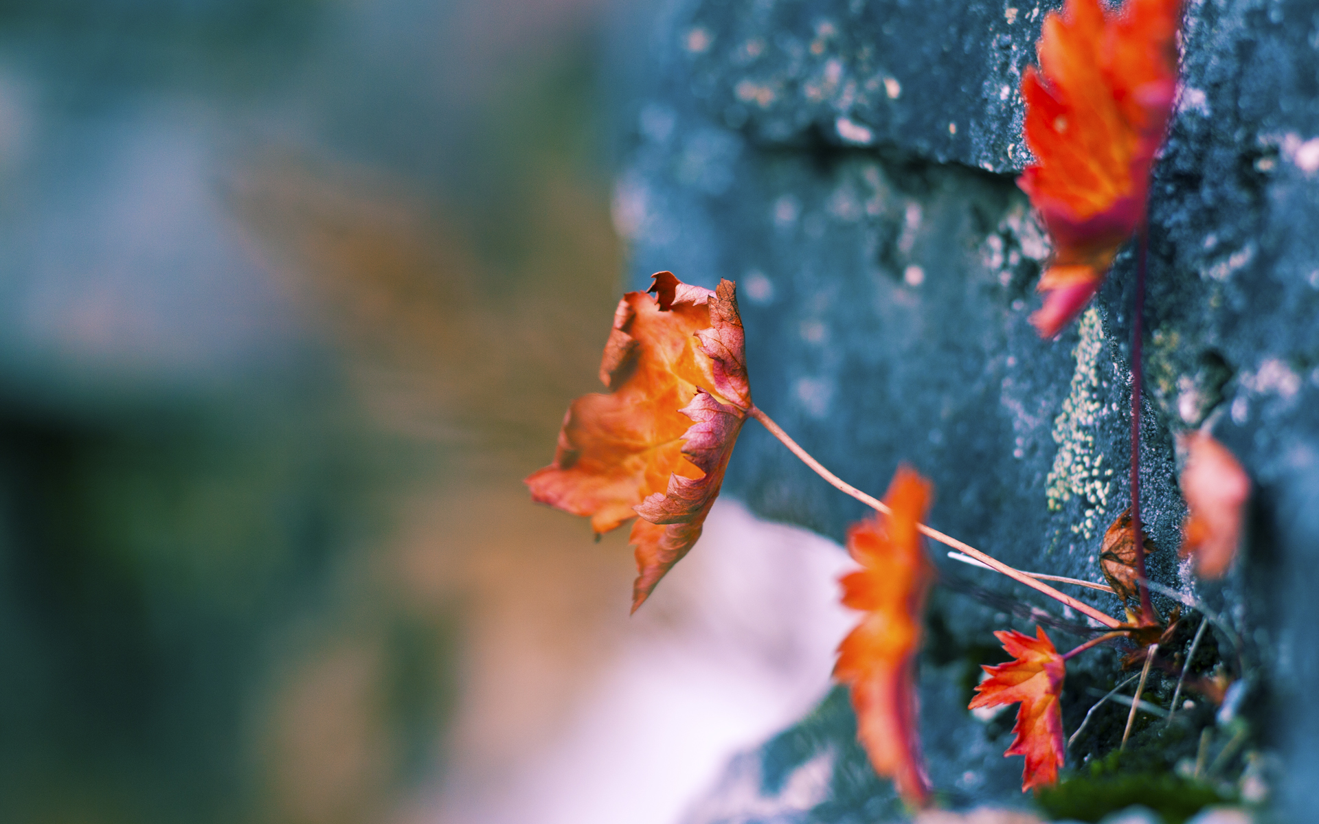 开云体育中国-火箭连败止于守得云开见月明，福克斯的压制级发挥是唯一解药