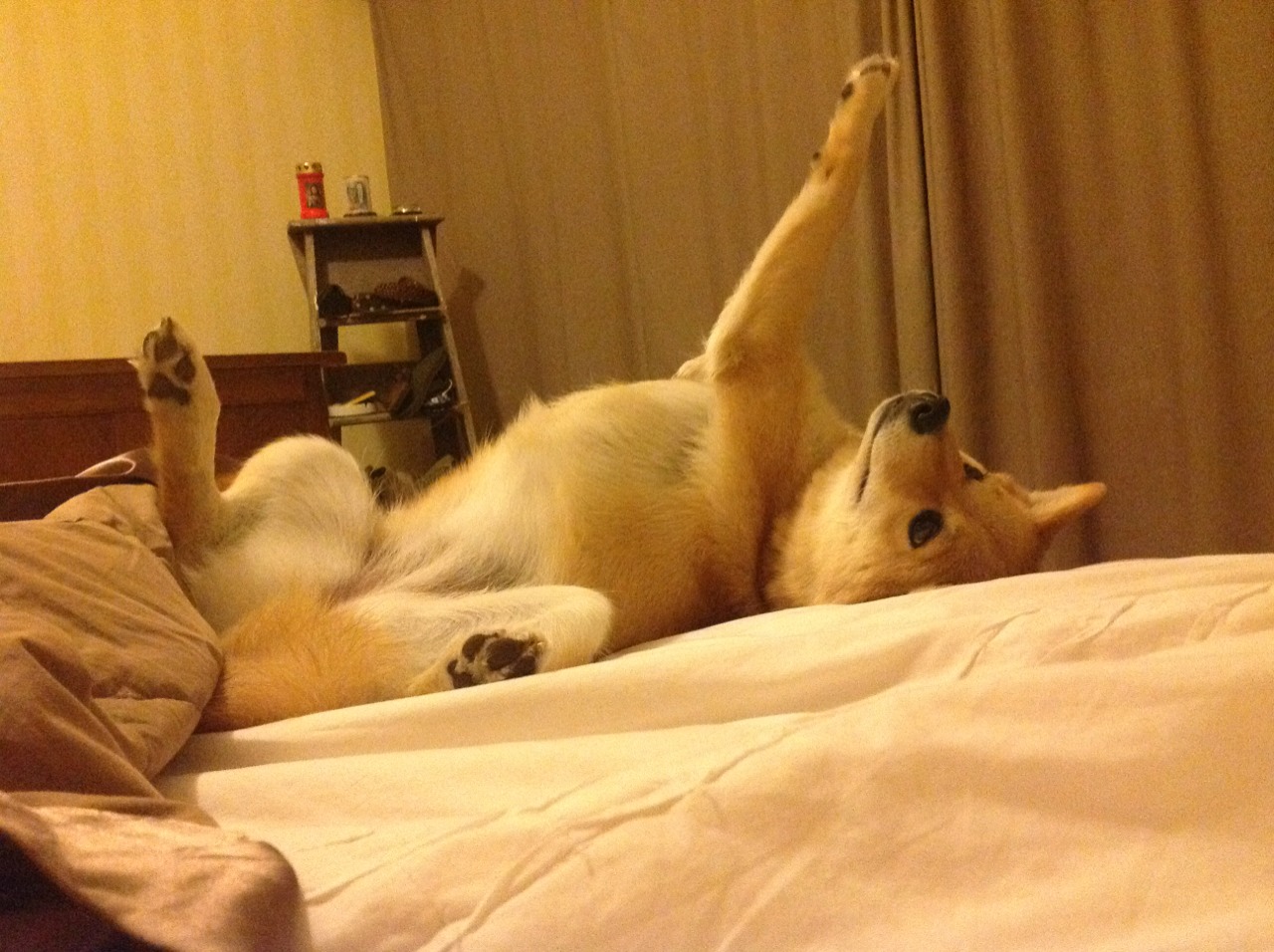 唯一对决，山西队奥运周期关键战收割森林狼，班凯罗接管比赛虽败犹荣