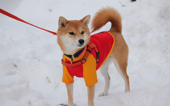 跨界唯一性，森林狼的冠军征程与克莱的F1街道赛统治