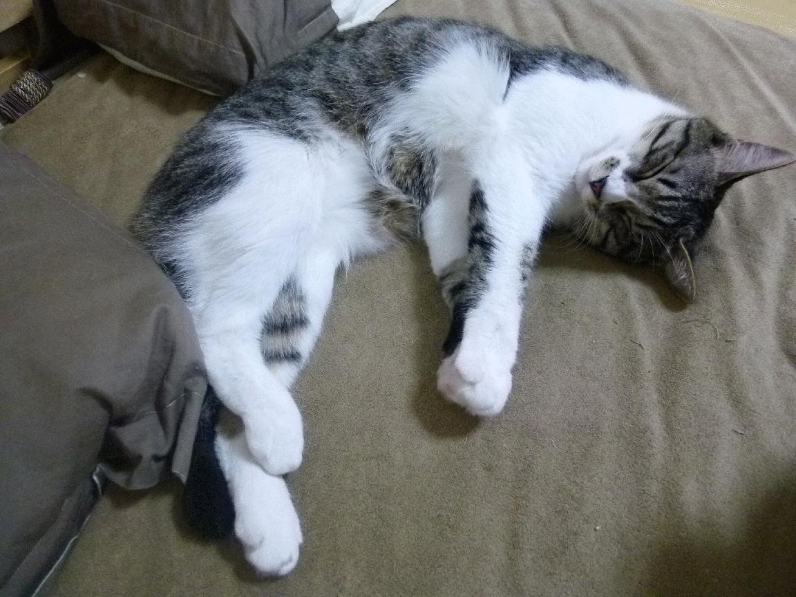 冻土上的热望,乌克兰用足球重写命运的夜晚