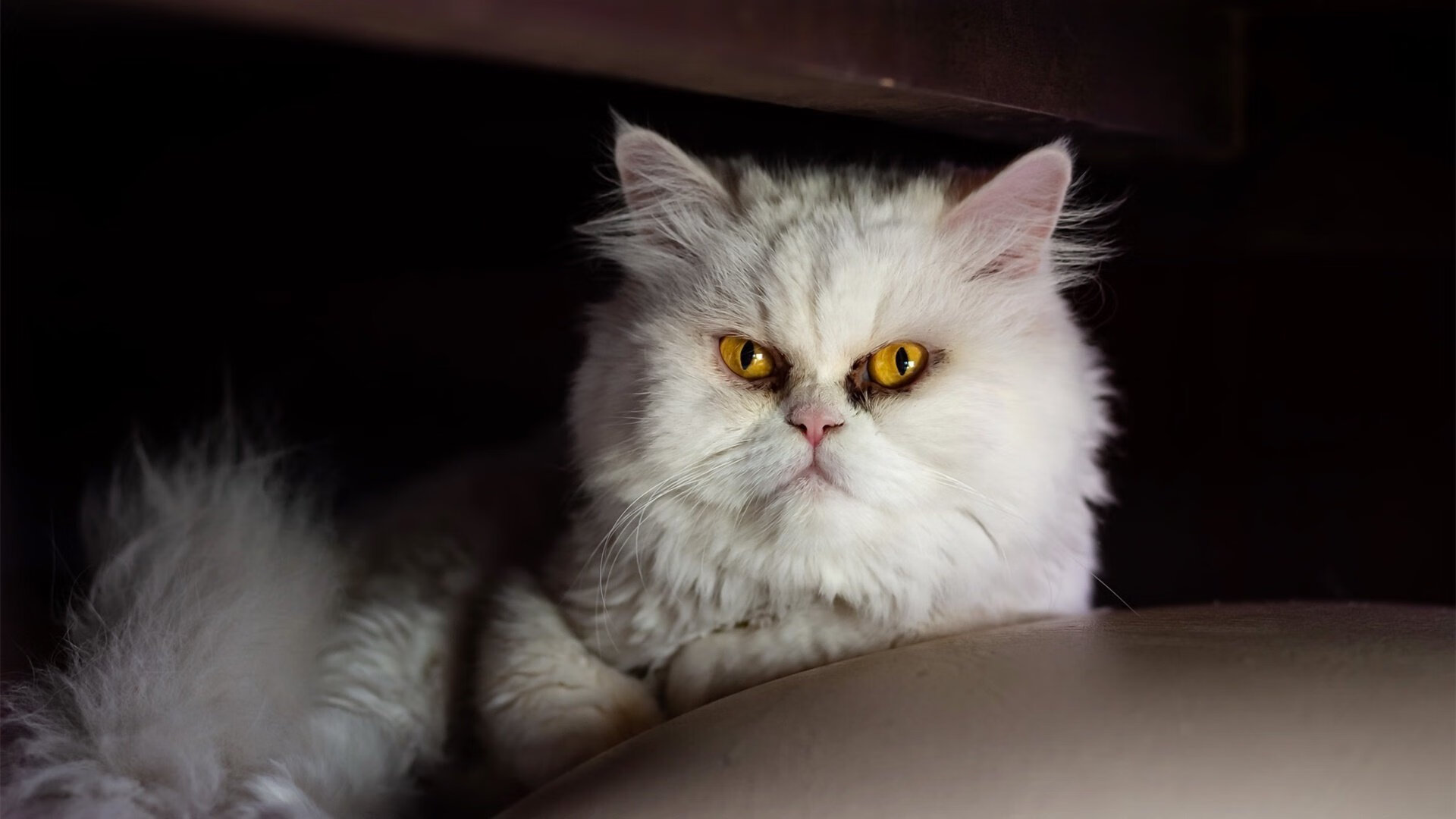 开云体育登录-封锁与穿透，穆勒如何成为巴黎铁幕下的关键先生