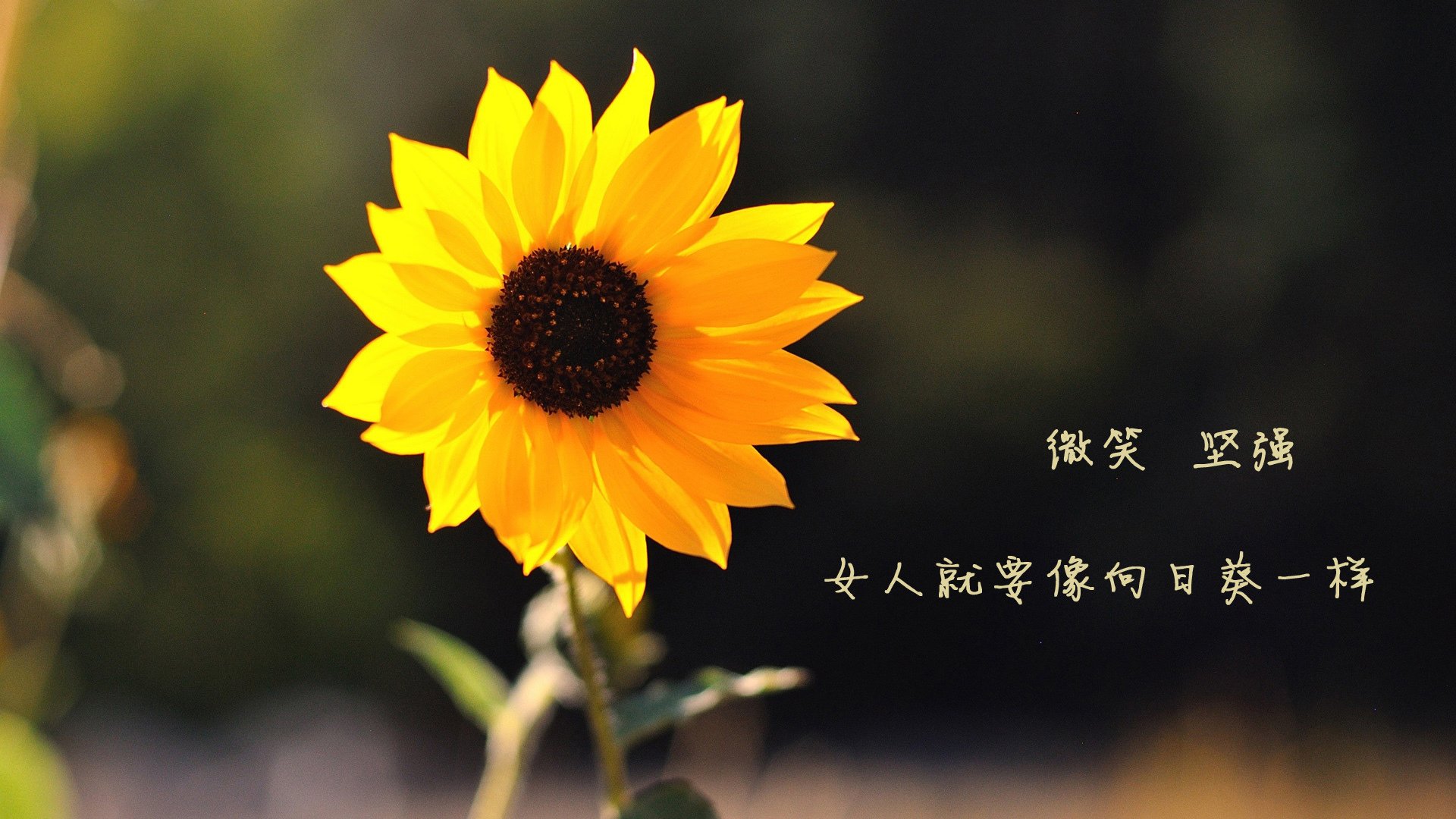 开云体育APP下载-1.逆转之光，库尔图瓦铸就神盾，罗马尼亚绝地反击震惊A组